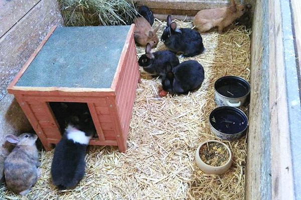 Unsere Hasenfamilie
