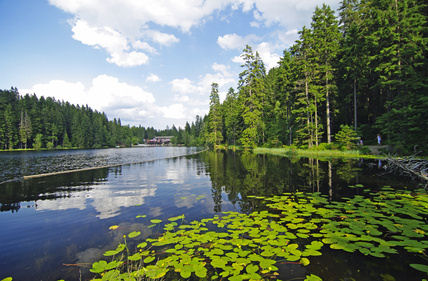 Blick über den Arbersee
