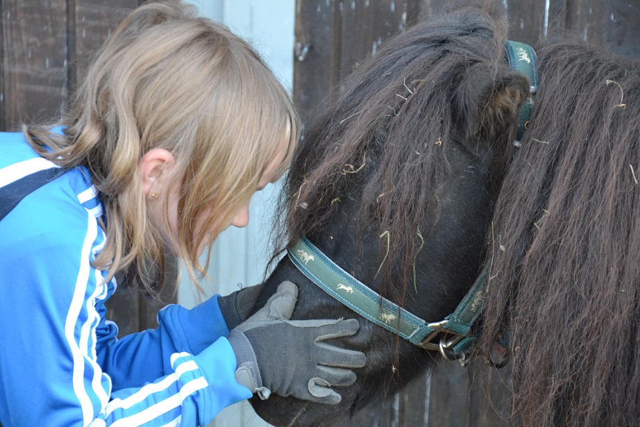 Ponys lieben Streicheleinheiten