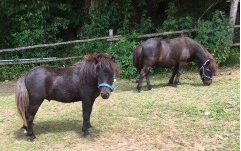 Neues Minipony Moritz am Familienbauernhof